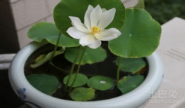 碗莲的种植方法水培视频教程,轻松掌握水培莲花养殖技巧